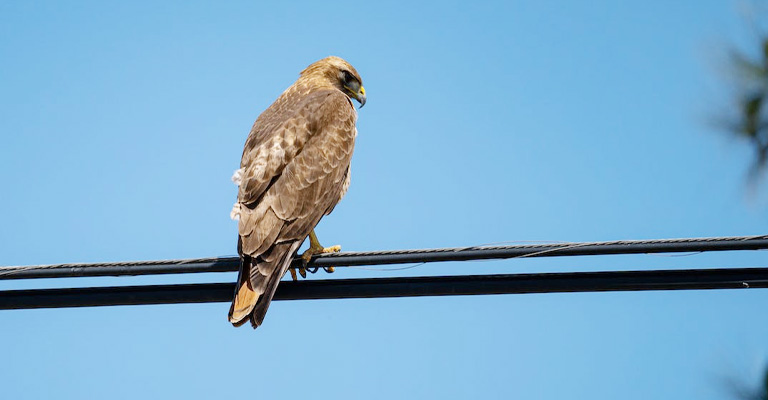 Elevated Vantage Point for Hunting