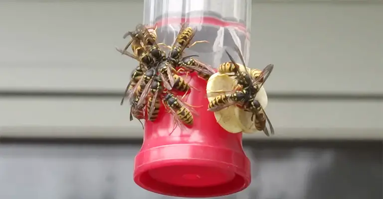 How to Keep Wasps Away From Hummingbird Feeders