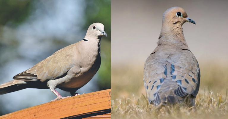 Eurasian Collared-dove Vs Mourning Dove