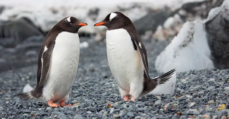 Evolutionary History of Penguins