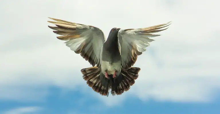 External Factors That Can Contribute to a Pigeon's Inability to Fly