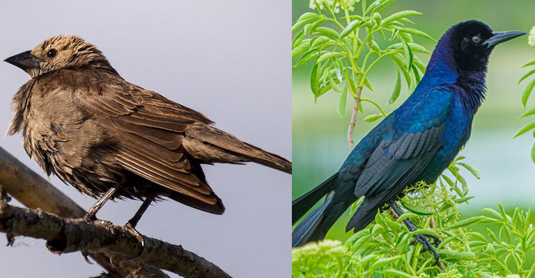 Eye Color: Cowbird Vs Grackle