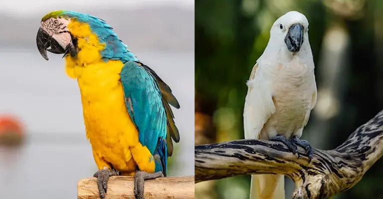 Macaw Vs Cockatoo