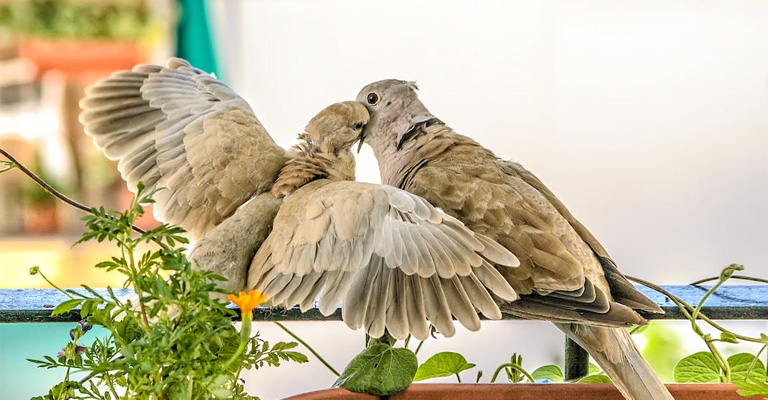 Feather Maintenance and Care