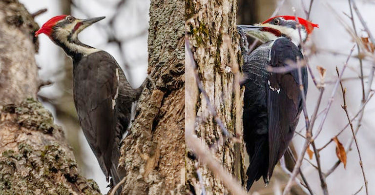 Field Identification and Birding Tips