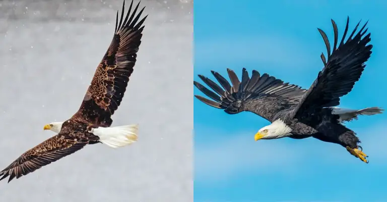 Fish Eagle Vs Bald Eagle