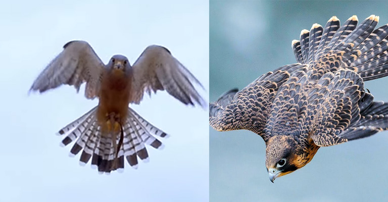 Flight Patterns: Accipiters Vs Buteos