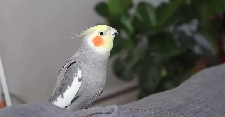 Cockatiel Making Squeaking Noises