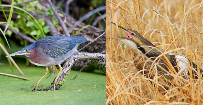 Green Heron Vs Least Bittern: Bird Nature