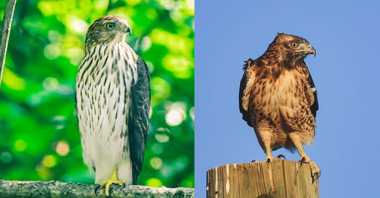 Habitat Preferences: Accipiters Vs. Buteos