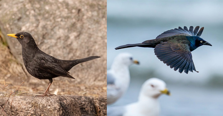 Habitat and Range: Brewer's Blackbird Vs Grackle 