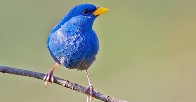 Habitat and Range of the Blue Finch