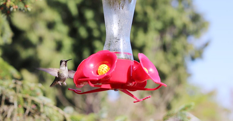 Hanging Feeders in Open Spaces With Fishing Lines