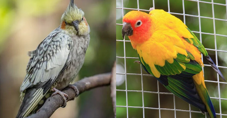 Highlighting the Trainability: Cockatiels Vs. Conures