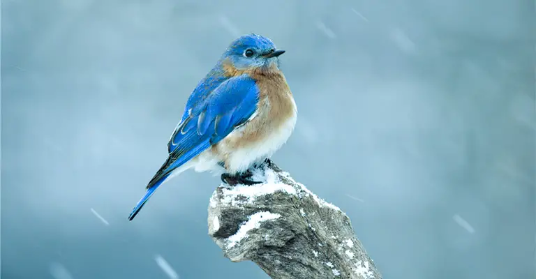 How Do Birds Stay Warm in Winter?
