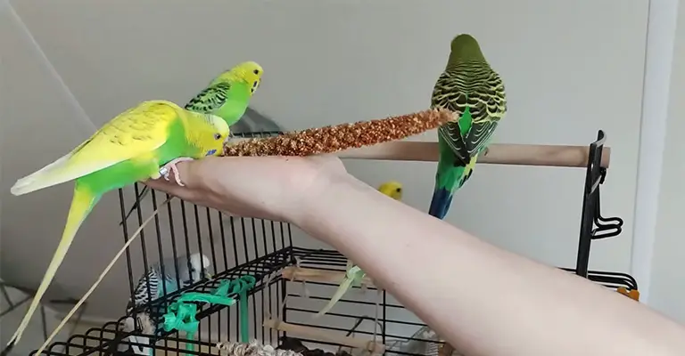 How to Bond With a Parakeet