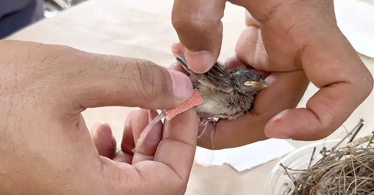 How to Care for an injured bird