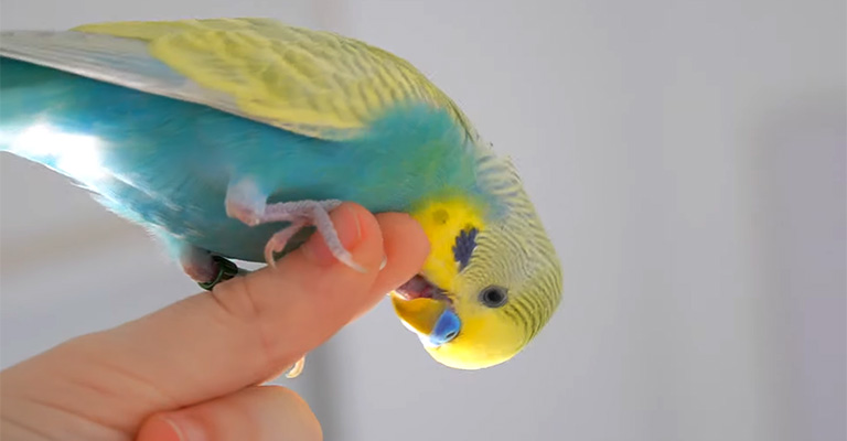 How to Discipline a Bird for Biting