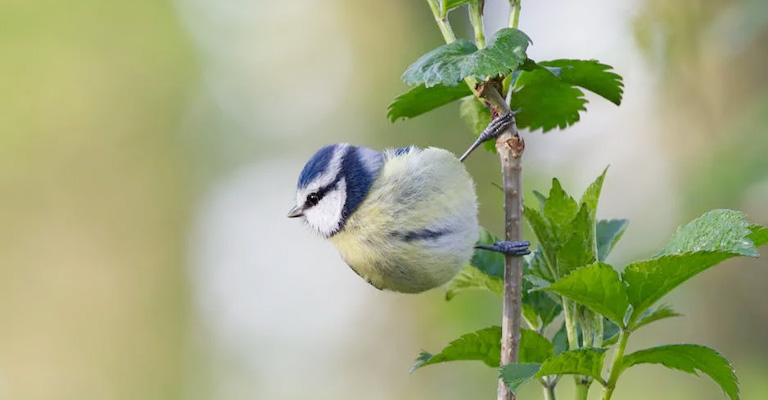 How to Keep Birds Out of Hanging Plants