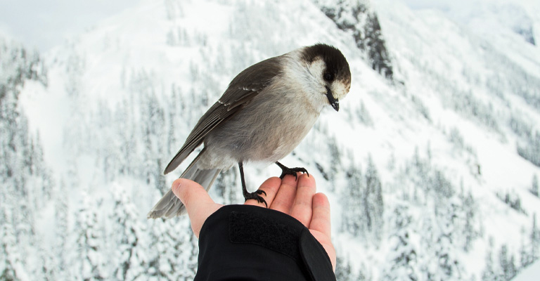 How to Keep Outside Birds Warm in Winter