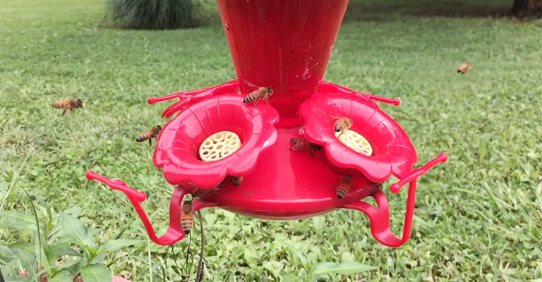 How to Keep Wasps Away From Hummingbird Feeders