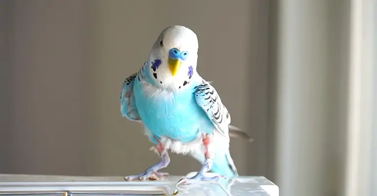 How to Prevent Sneezing in Budgies