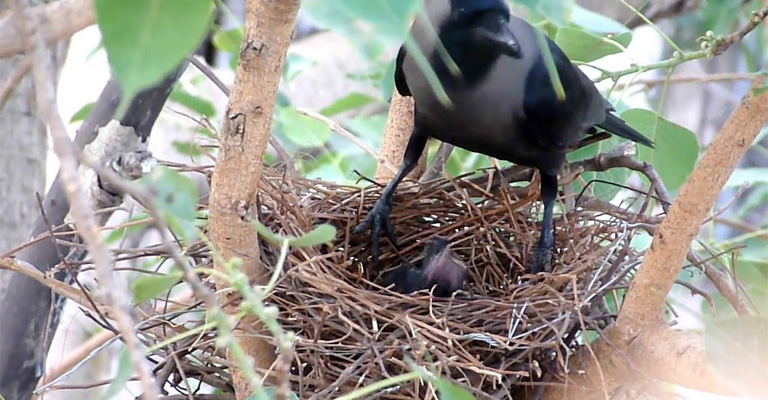 How to Protect Bird Nest From Crows