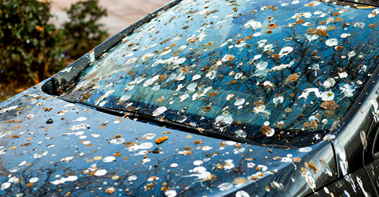 How to Remove Bird Poop Stain From Car?
