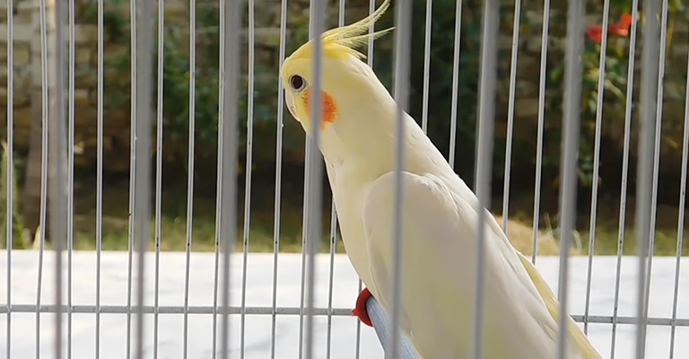 How to Respond to Squeaking Noises in Cockatiels