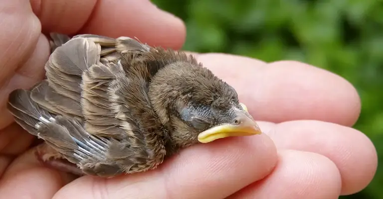 How to save a dying bird? 