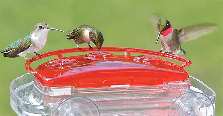 Hummingbird Feeder Modifications
