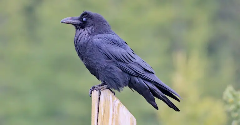 Importance of Vocal Communication Among Crows
