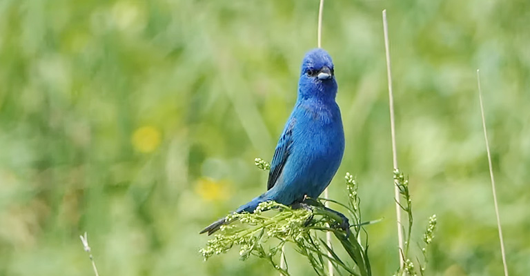 Indigo Bunting: the Small Gem of the Cardinalidae Family