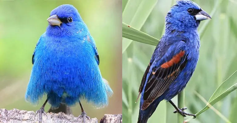 Indigo Bunting Vs Blue Grosbeak: What Are The Differences