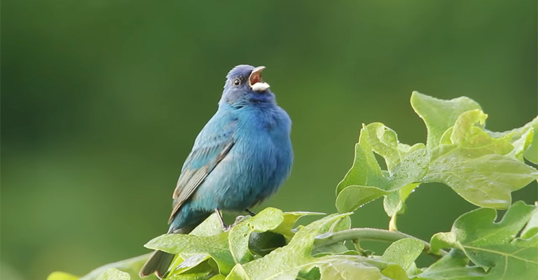 Notable Characteristics and Behaviors of the Indigo Bunting