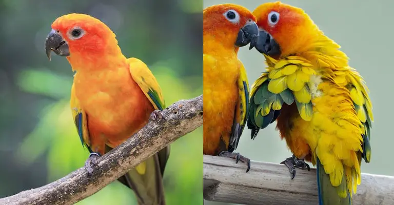 Jenday Conure Vs Sun Conure- What is Different Between Them