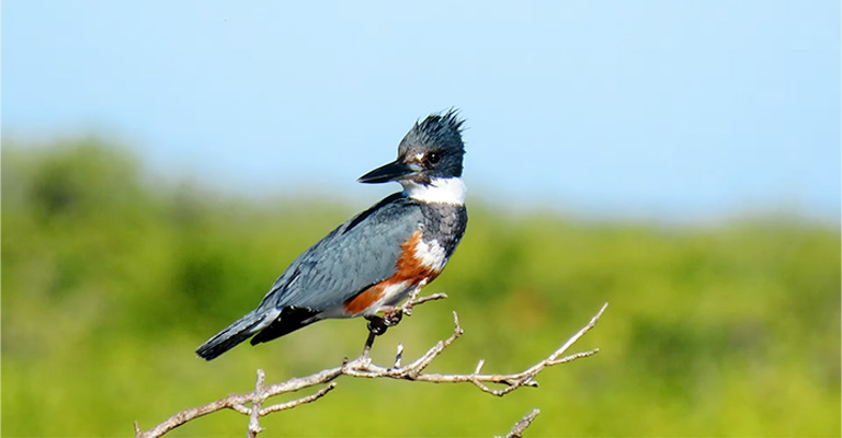 Juvenile Belted Kingfishers