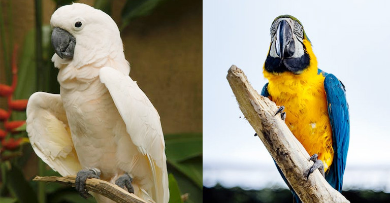 Macaw Vs Cockatoo: How Are They Different