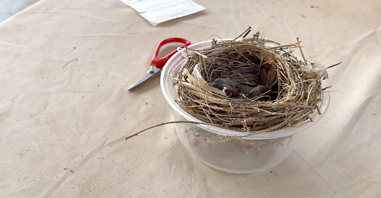 Make a Makeshift Temporary Nest