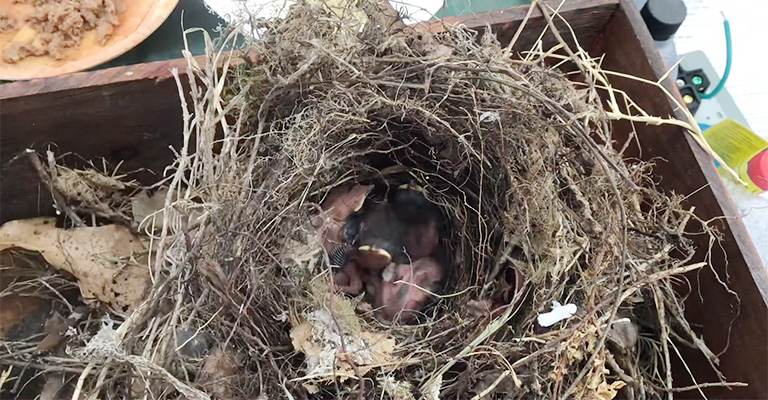 Mamamoosicorn's Experience With Carolina Wrens Building a Nest in a Bike Trailer