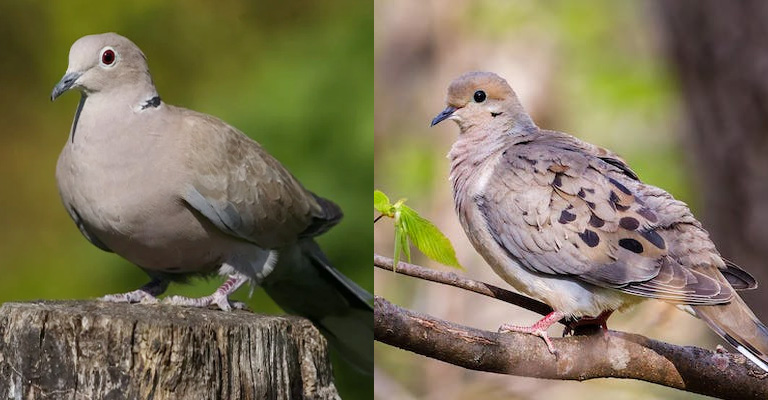 Mourning Dove's Appearance