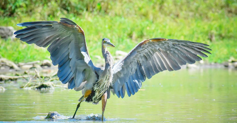 Why Do Birds Spread Their Wings On The Ground The Worlds Rarest Birds