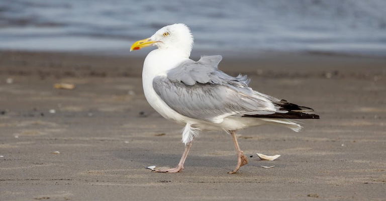 Nocturnal Behavior of Seagulls