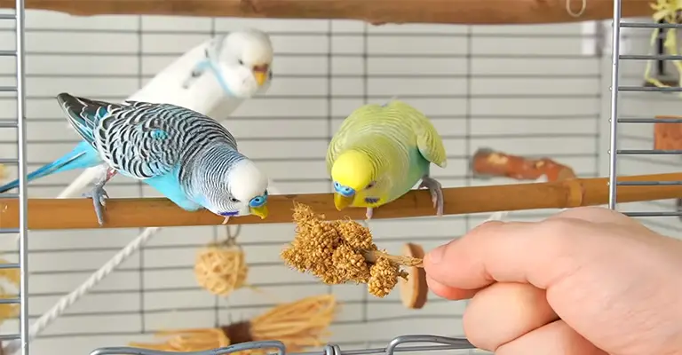 How to Bond With a Parakeet