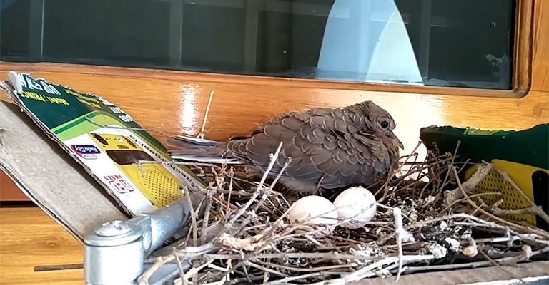 Can You Move a Mourning Dove Nest