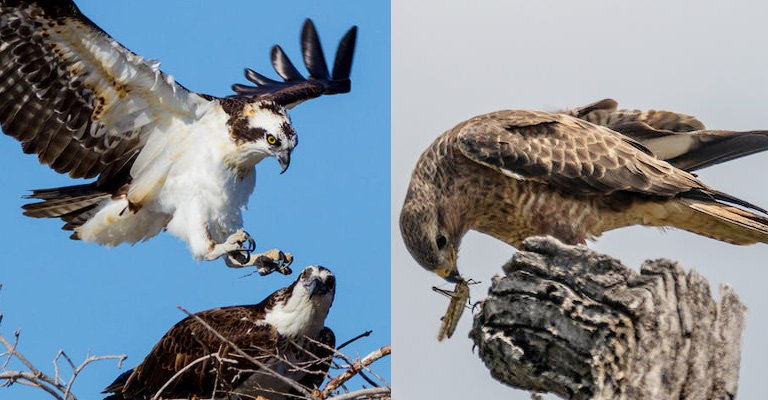 What is the Difference Between Osprey and Falcons
