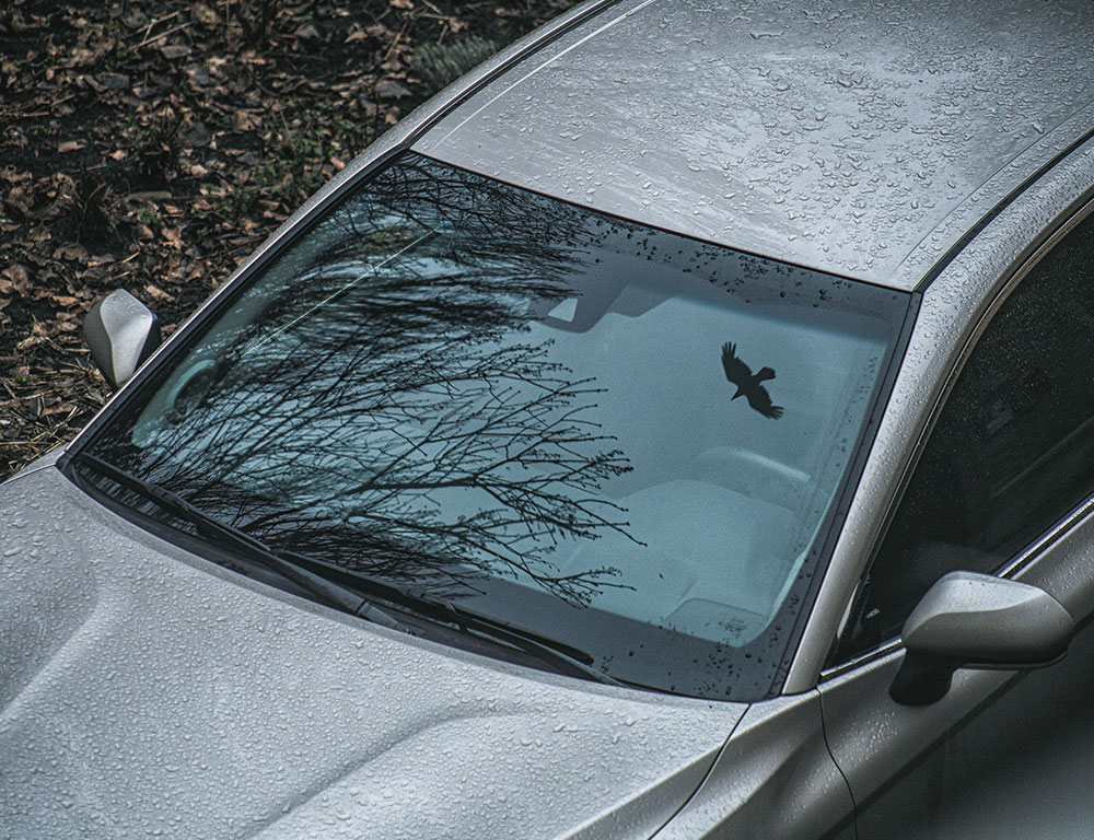 Preventing Future Bird Droppings on Your Car