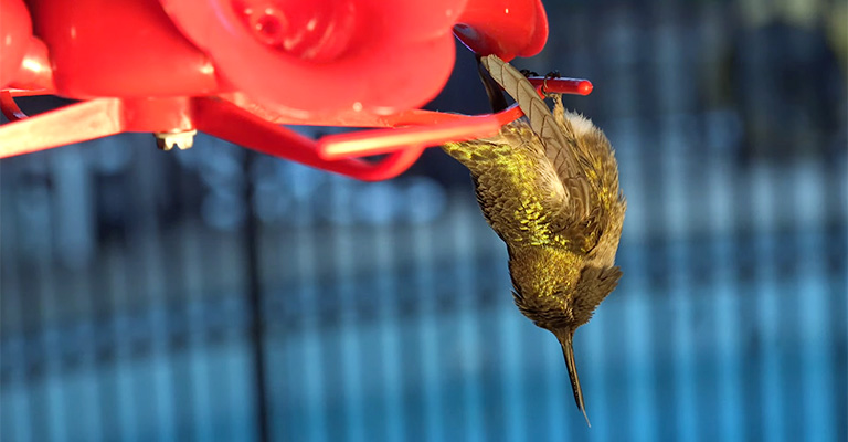Reasons Why a Hummingbird Might Hang Upside Down