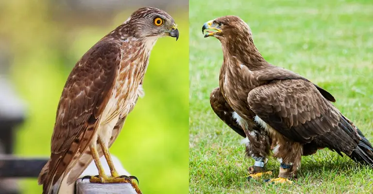 Red Tailed Hawk Vs Golden Eagle