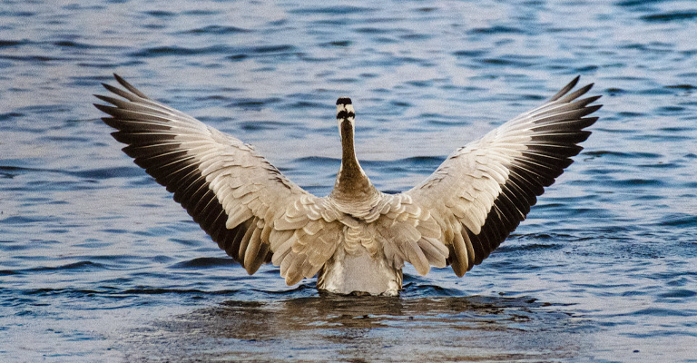 Why Do Birds Spread Their Wings On The Ground The Worlds Rarest Birds